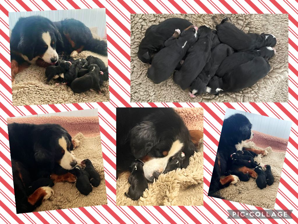 De La Baie De La Mancha - Chiots disponibles - Bouvier Bernois