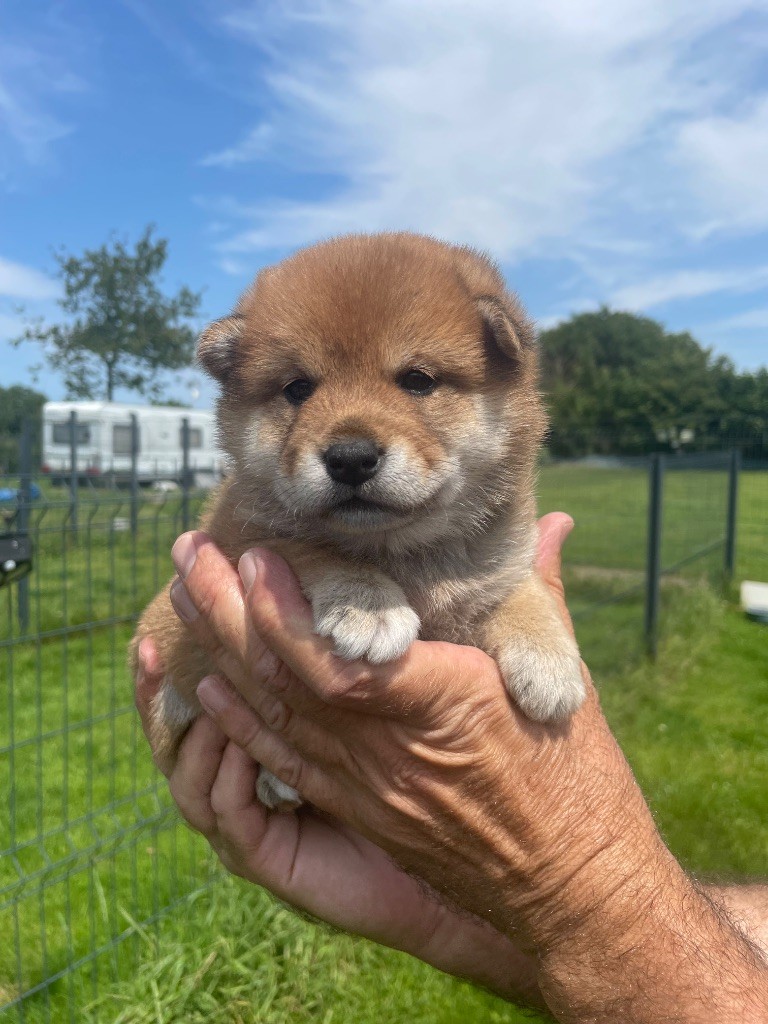 CHIOT