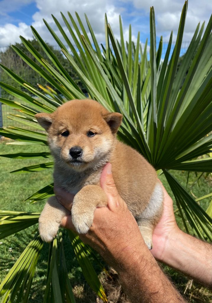 De La Baie De La Mancha - Chiots disponibles - Shiba