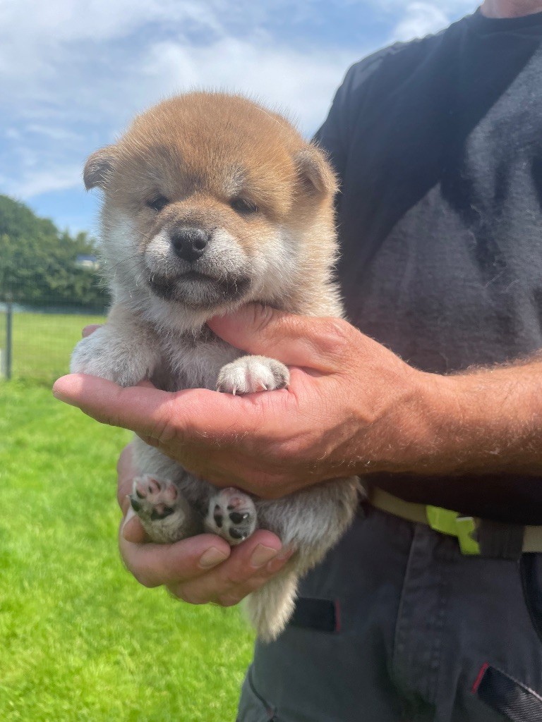De La Baie De La Mancha - Chiots disponibles - Shiba