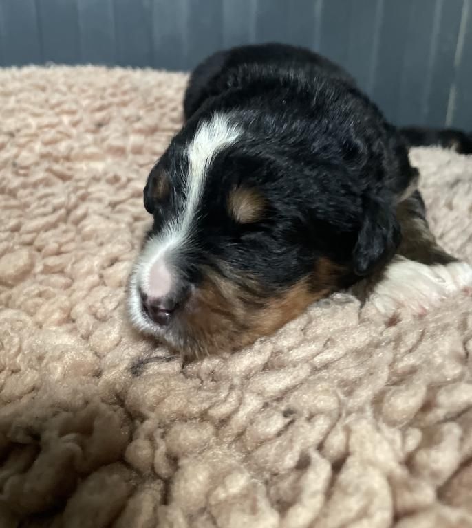 De La Baie De La Mancha - Chiots disponibles - Bouvier Bernois