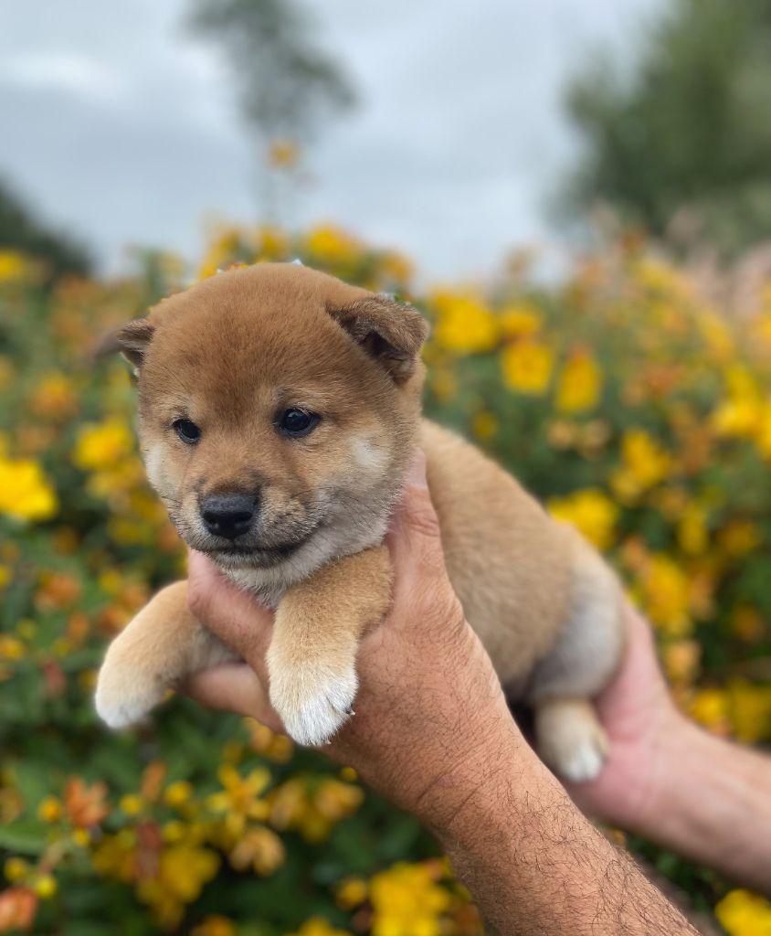 De La Baie De La Mancha - Chiots disponibles - Shiba