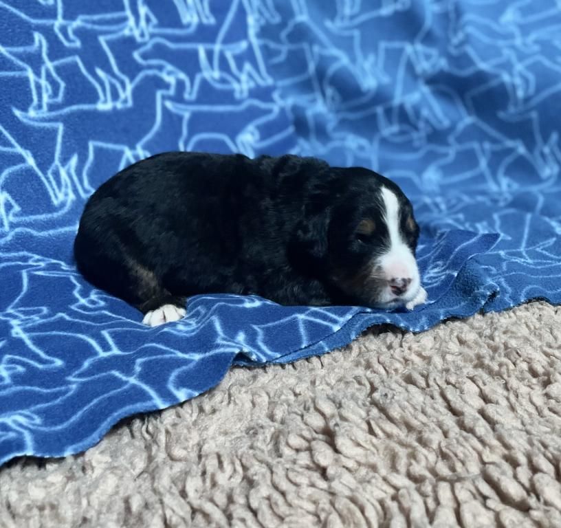 De La Baie De La Mancha - Chiots disponibles - Bouvier Bernois