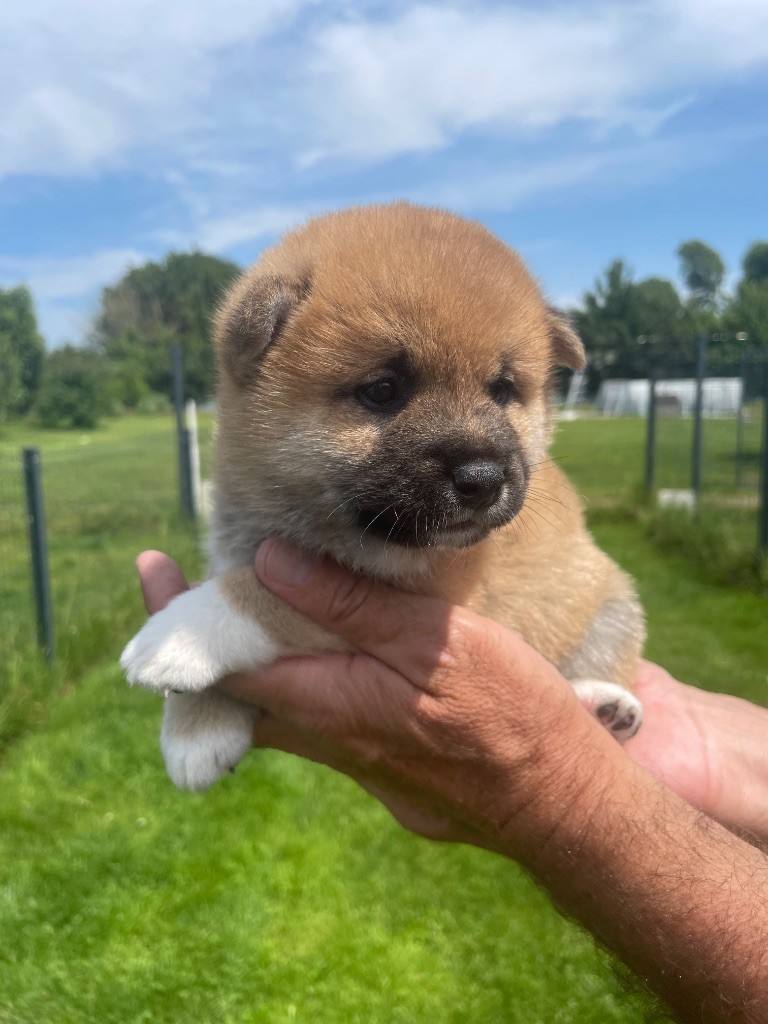 De La Baie De La Mancha - Chiots disponibles - Shiba
