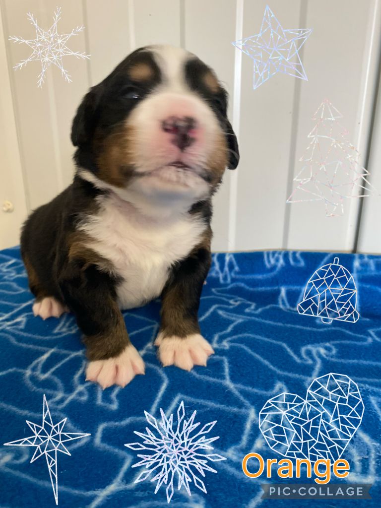 De La Baie De La Mancha - Chiots disponibles - Bouvier Bernois