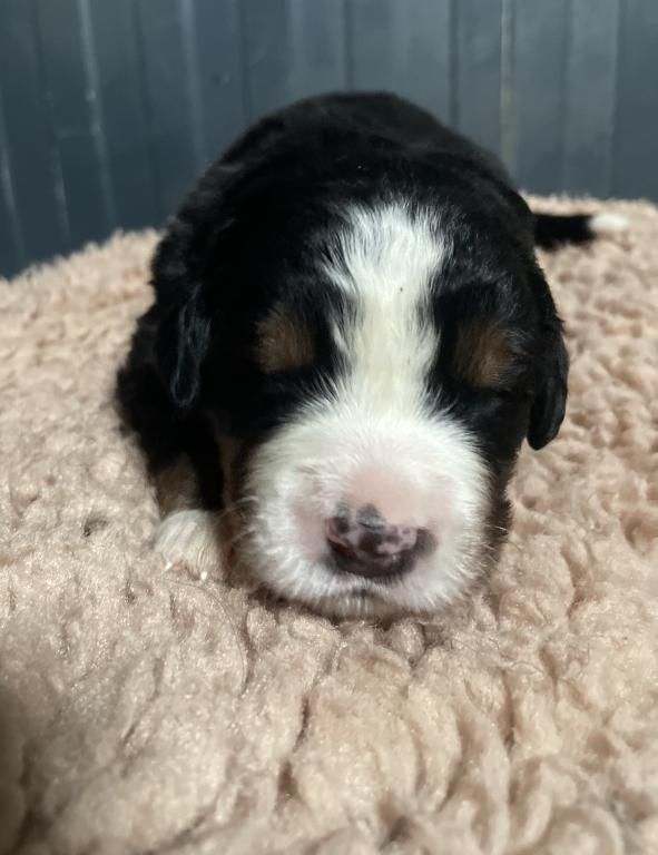De La Baie De La Mancha - Chiots disponibles - Bouvier Bernois
