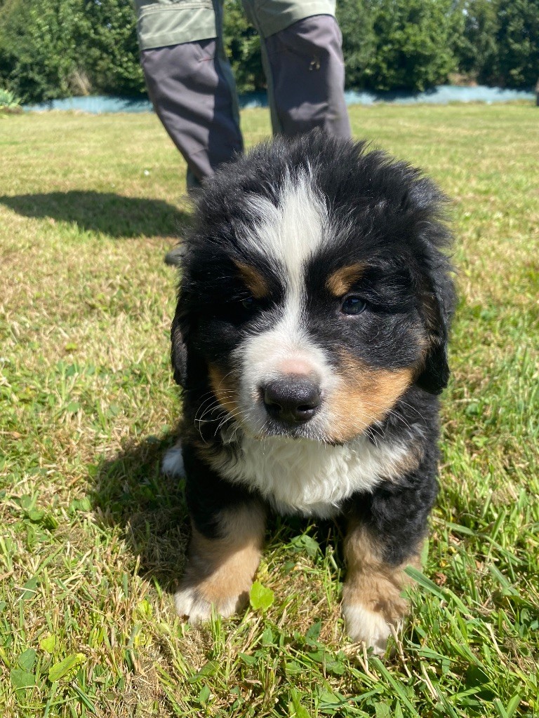 De La Baie De La Mancha - Chiots disponibles - Bouvier Bernois