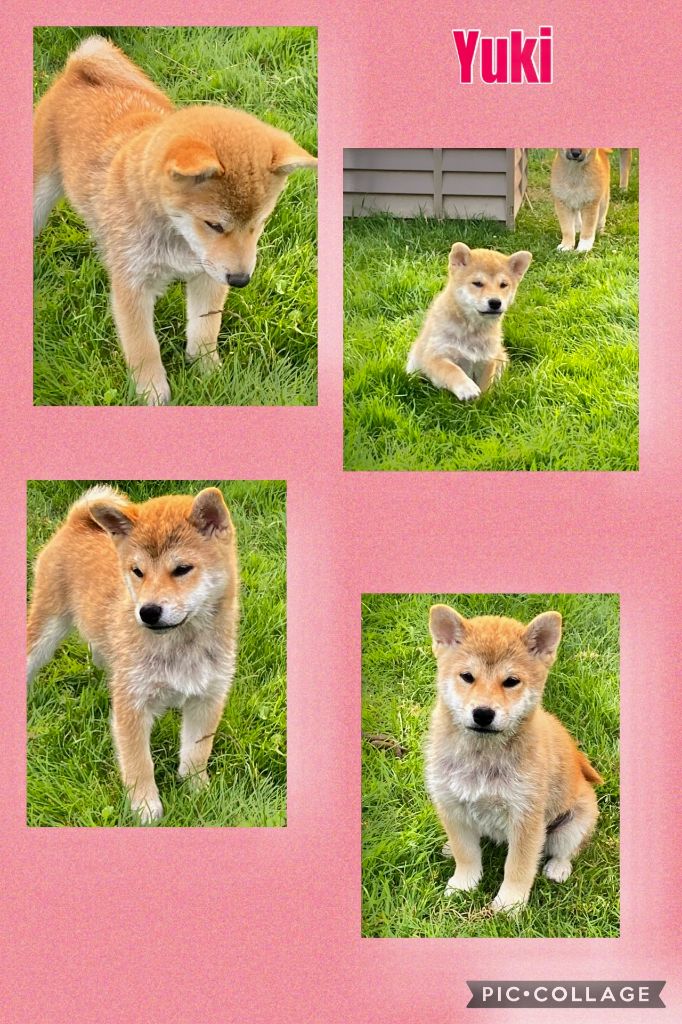 De La Baie De La Mancha - Chiots disponibles - Shiba