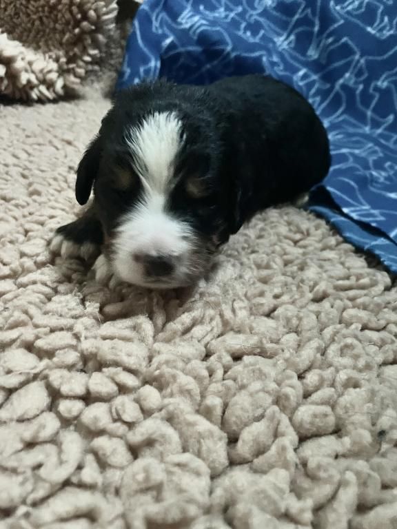 De La Baie De La Mancha - Chiots disponibles - Bouvier Bernois