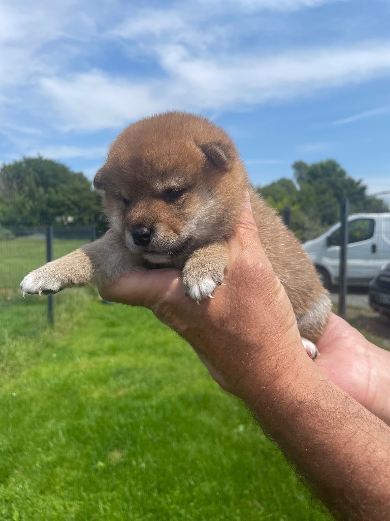 CHIOT